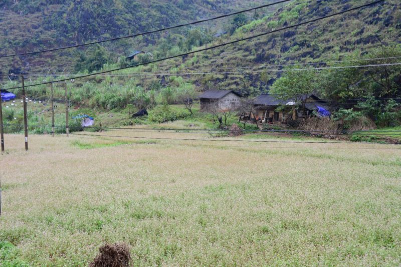 Hạt Tam Giác Mạch